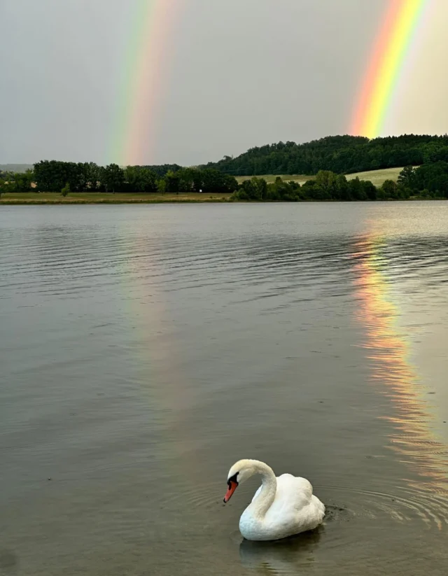 Weils so schön ist: Noch ein letztes Bild vom doppelten Regenbogen an der @talsperre_poehl 

#vogtlandzauber #talsperrepöhl #schwan #swan #regenbogen